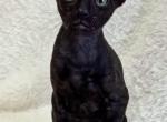 Ebony - Cornish Rex Cat For Sale - Brooklyn&comma; NY&comma; US