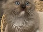 Tommy - Ragdoll Cat For Sale - Saugerties&comma; NY&comma; US