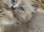 Ramen - Ragdoll Cat For Sale - Saugerties&comma; NY&comma; US