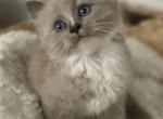Smudge - Ragdoll Cat For Sale - Saugerties&comma; NY&comma; US
