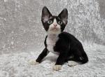 Zorro - Devon Rex Cat For Sale - Norwalk&comma; CT&comma; US