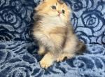 Milo - Scottish Fold Cat For Sale - Renton&comma; WA&comma; US