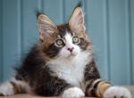 Jam - Maine Coon Cat For Sale - Miami&comma; FL&comma; US