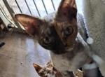 Apple - Devon Rex Cat For Sale - Stanford&comma; MT&comma; US