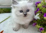 Diana READY OCTOBER 2 - Ragdoll Cat For Sale - Mount Joy&comma; PA&comma; US