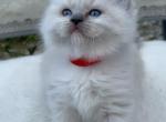 Dolly READY OCTOBER 2 - Ragdoll Cat For Sale - Mount Joy&comma; PA&comma; US