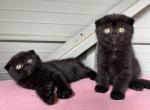 Chocolate Scottish Folds - Scottish Fold Cat For Sale - Woodland Park&comma; CO&comma; US