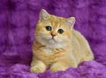 Kittens British - British Shorthair Cat For Sale - Chicago&comma; IL&comma; US