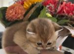 Felix - British Shorthair Cat For Sale - Vancouver&comma; WA&comma; US