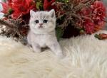 Fiji - British Shorthair Cat For Sale - Vancouver&comma; WA&comma; US