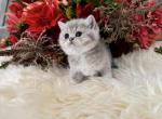 Fiji - British Shorthair Cat For Sale - Vancouver&comma; WA&comma; US
