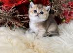 Fifi - British Shorthair Cat For Sale - Vancouver&comma; WA&comma; US