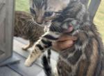 KC boy 2 - Bengal Cat For Sale - Macon&comma; MO&comma; US