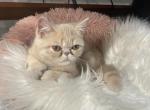 Osito - Exotic Cat For Sale - Sunderland&comma; MA&comma; US