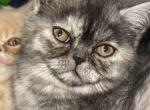 Blue - Exotic Cat For Adoption - Sunderland&comma; MA&comma; US