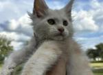 Yeti - Maine Coon Cat For Sale - Kansas City&comma; MO&comma; US