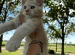 Stripes - Maine Coon Cat For Sale - Kansas City&comma; MO&comma; US