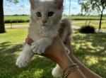 Leo - Maine Coon Cat For Sale - Kansas City&comma; MO&comma; US