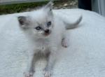 Danny ready October 2 - Ragdoll Cat For Sale - Mount Joy&comma; PA&comma; US