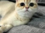 Peanut - British Shorthair Cat For Sale - Bensalem&comma; PA&comma; US