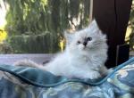 Dalia - Ragdoll Cat For Sale - Duncansville&comma; PA&comma; US