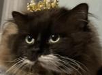 Ragnar - Ragdoll Cat For Sale/Retired Breeding - Saugerties&comma; NY&comma; US