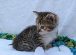 Rusty - Domestic Cat For Sale - Barto&comma; PA&comma; US