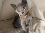 Yoko - Russian Blue Cat For Sale - Hollywood&comma; FL&comma; US