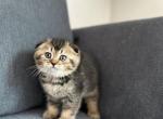 Roco - Scottish Fold Cat For Sale - Woodland Park&comma; CO&comma; US