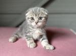 Cody - Scottish Fold Cat For Sale - Woodland Park&comma; CO&comma; US