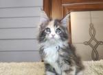 Christina - Maine Coon Cat For Sale - Hollywood&comma; FL&comma; US
