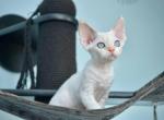 Karamel - Devon Rex Cat For Sale - Norwalk&comma; CT&comma; US
