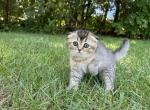Nala - Scottish Fold Cat For Sale - Las Vegas&comma; NV&comma; US
