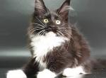 Galaktika - Maine Coon Cat For Sale - Miami&comma; FL&comma; US