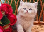 Ingrid - British Shorthair Cat For Sale - Brooklyn&comma; NY&comma; US