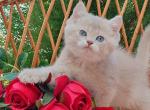 Ice cream Bri - British Shorthair Cat For Sale - Brooklyn&comma; NY&comma; US