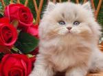 Izumka - British Shorthair Cat For Sale - Brooklyn&comma; NY&comma; US