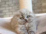Garry Fold - Scottish Fold Cat For Sale - Brooklyn&comma; NY&comma; US