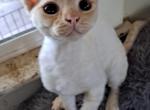 Angela - Devon Rex Cat For Sale - Stanford&comma; MT&comma; US