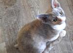 Annie - Devon Rex Cat For Sale - Stanford&comma; MT&comma; US