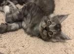 Smoke grey - Maine Coon Cat For Sale - Chapel Hill&comma; NC&comma; US