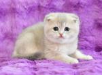 Rusik - Scottish Fold Cat For Sale - Hollywood&comma; FL&comma; US