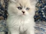 Blue - Ragdoll Cat For Sale - Hamtramck&comma; MI&comma; US
