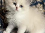Cleo - Ragdoll Cat For Sale - Hamtramck&comma; MI&comma; US