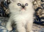 Poppy - Ragdoll Cat For Sale - Hamtramck&comma; MI&comma; US