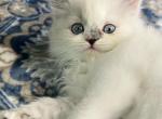 Daisy - Ragdoll Cat For Sale - Hamtramck&comma; MI&comma; US