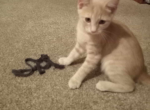 Blossom - Domestic Cat For Sale - Crooked Creek&comma; PA&comma; US