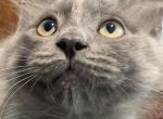 Smokey the ragcoon - Ragdoll Cat For Sale - Saugerties&comma; NY&comma; US
