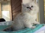 Olivia - Siberian Cat For Sale - Pembroke Pines&comma; FL&comma; US