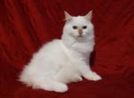 Cinnamon Mitted Male in Mystique's litter - Ragdoll Cat For Sale - Sumter&comma; SC&comma; US